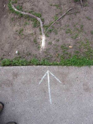 Vertical photo whose top half is a Y-shaped tree root in the ground, and bottom half is a sidewalk with a chalk arrow drawn that points at the root