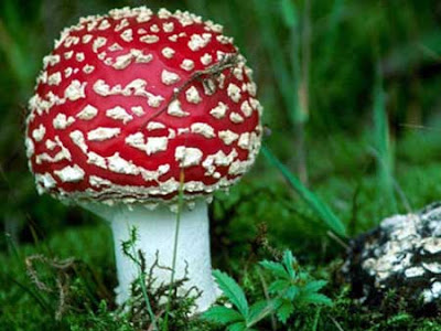 White mushroom with bright red cap covered in white spots