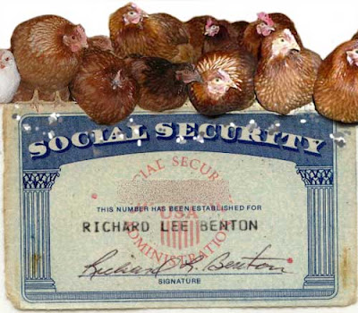 Chickens roosting atop a Social Security card, with bird droppings on the card