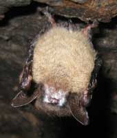 Brown bat hanging upside down with visible white funguns on snout
