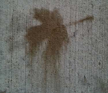 A second brown maple leaf print on concrete