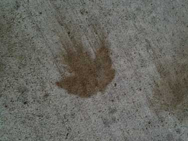 Brown maple leaf print on concrete