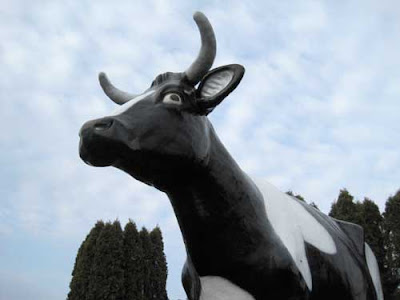 Looming black and white fiberglass cow