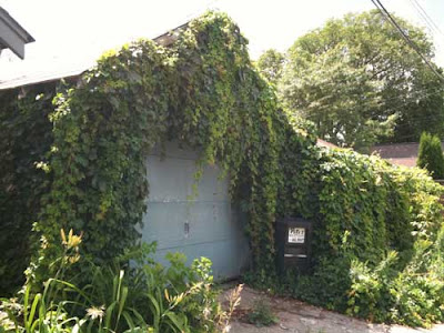 Different angle on the garage completely covered in green cascading vines