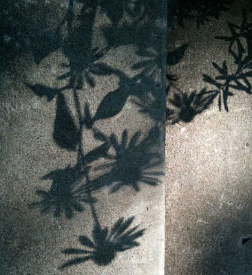 Gray sidewalk with dark gray shadows of coneflower blooms