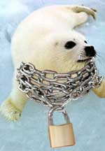 White seal pup with chains and padlocks around its neck