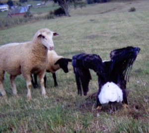 Adult Bald Eagle displays to sheep