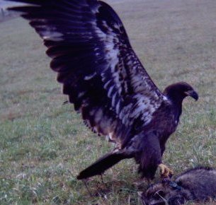 Hatch year Bald Eagle