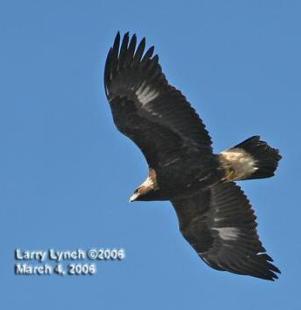 Immature Golden Eagle