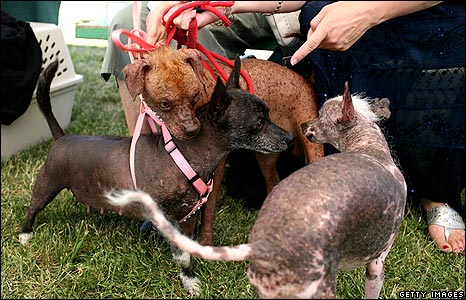 [_44768046_dogs_getty466.jpg]