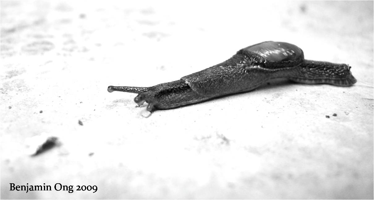 [01+slug.jpg]
