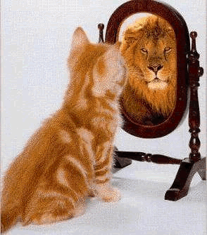 Thinking too highly! The Cat and the Mirror