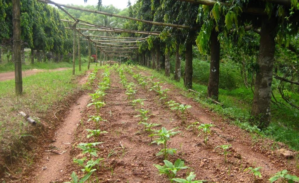 PADVAL AGRICULTURE AND FARM ENTERPRISES Amaranthus seed production