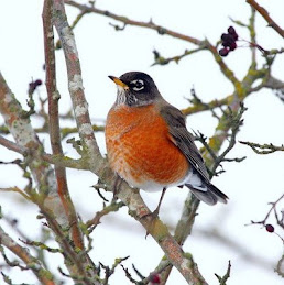 English Robin