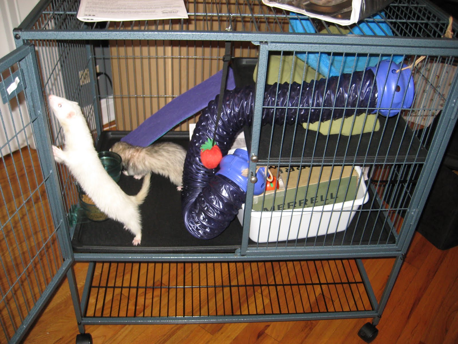 ferrettalk: You Say Goodbye and I Say Hello