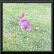  called Emma Bunny Rabbit. emma bunny 