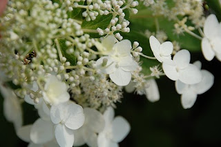 white lacecap hydrangea | simple pretty