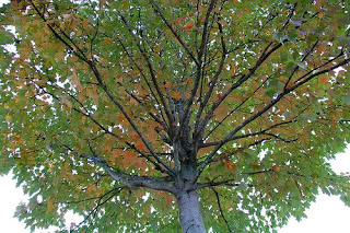 lasalle street maple tree | simple pretty