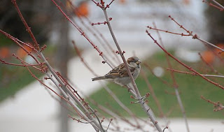 bird in maple tree | simple pretty