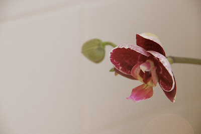 orchid blossom | simple pretty