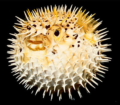 Puffer Fish Inflated