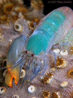 Pistol Shrimps are tiny