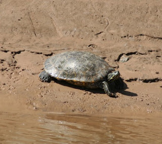 Arkansas Turtles