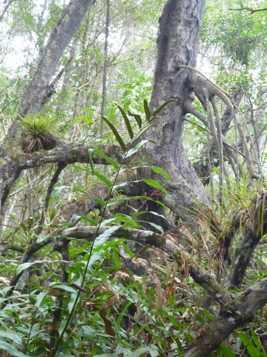 EDUCACIÓN PRODUCTIVA 2020 biologocndt Majagual