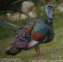 Meleagris ocellata
