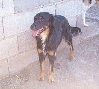 Negrita, esta hermosa perrita nos necesita- Argentina