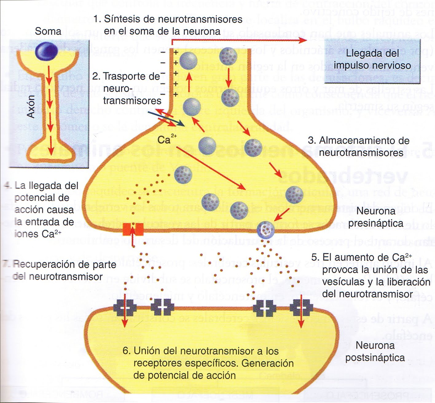 Sinapsis Electrica