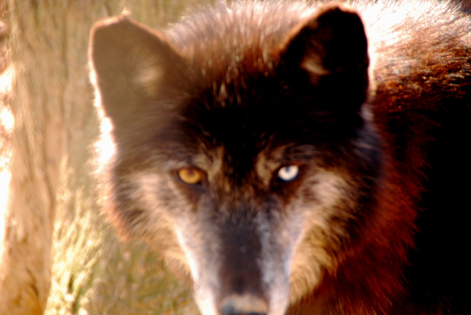 [Wolves-4.JPG]