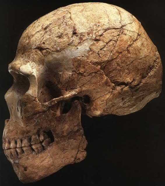 Comparing+neanderthals+and+modern+humans