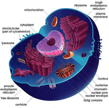 animal cell without labels. animal cell structure with