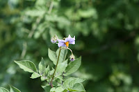 blue potato blossom