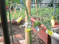 two new cherry tomatoes