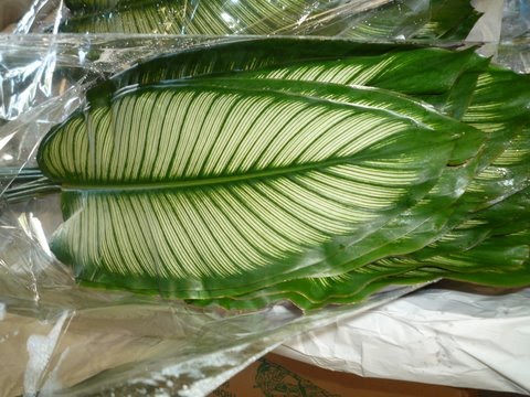 calathea princess