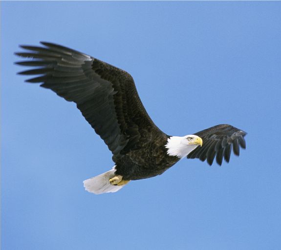American Bald Eagle