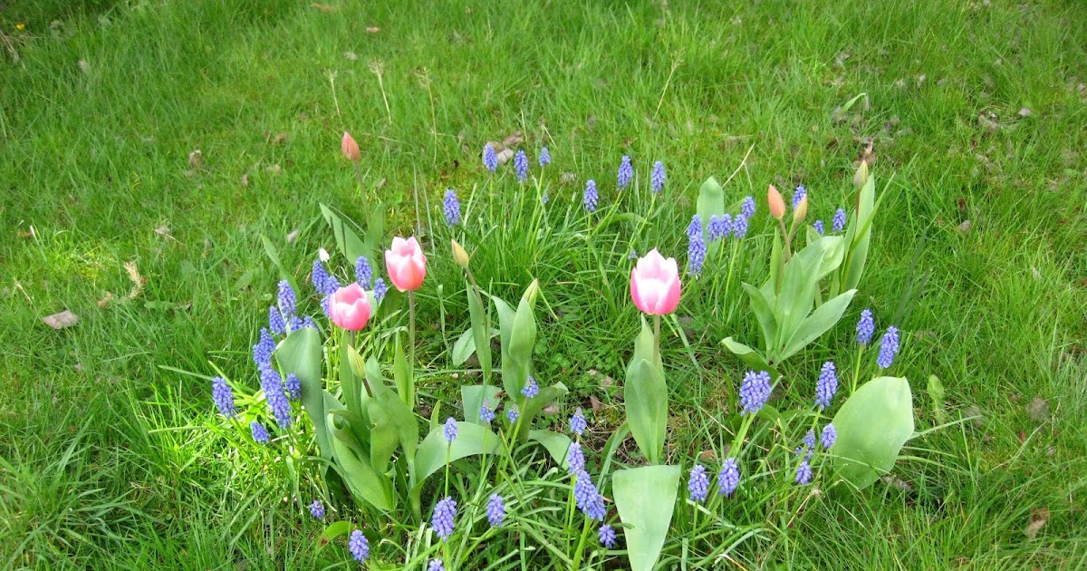 Saints and Spinners Fairy Ring