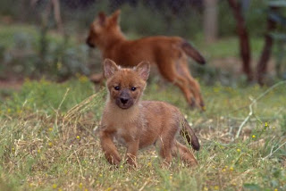 dhole baby 2010 cute march so