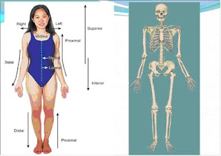 Introduction to Anatomy and Physiology: Organization of the body, Body