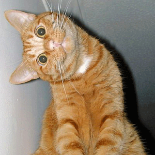 fotos de gatos. fotos divertidas fotos de gatos. fotos divertidas