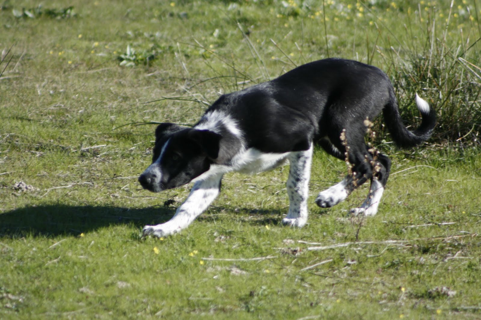 Border Collie De Pelo Corto - Trenza De Lado Con Cabello Suelto Sideways Braid 