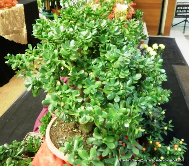 chinese jade plant