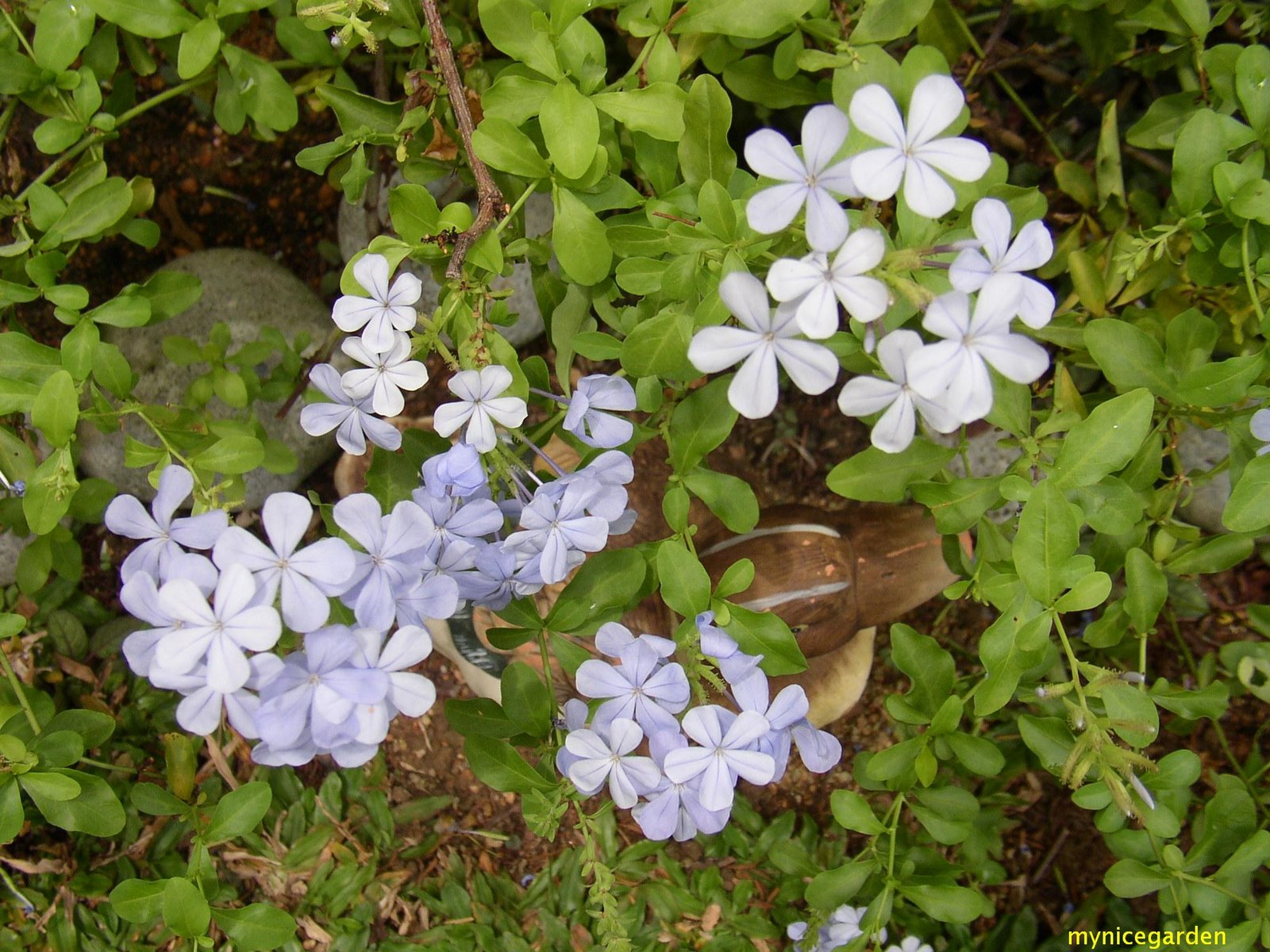[Plumbago+2.JPG]