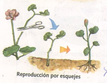 reproduction in plants. Reproduction of Plants
