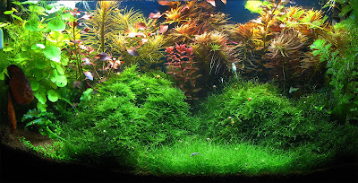 foto acquario di piante, plantacquario, acquario olandese