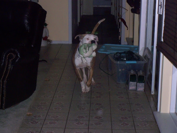 Oliver the Wonder Dog