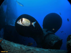 VIKING DIVERS CENTER