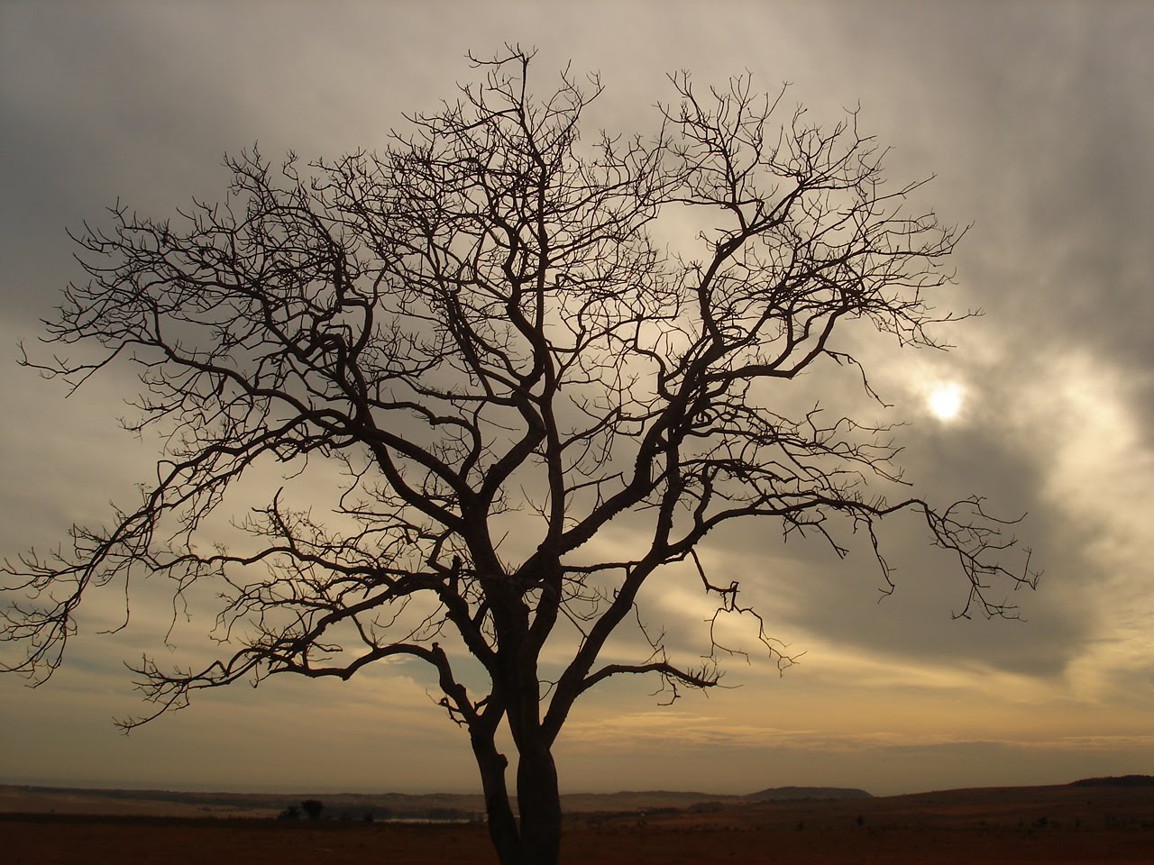 [NATURE-SadTree_1024x768.jpg]